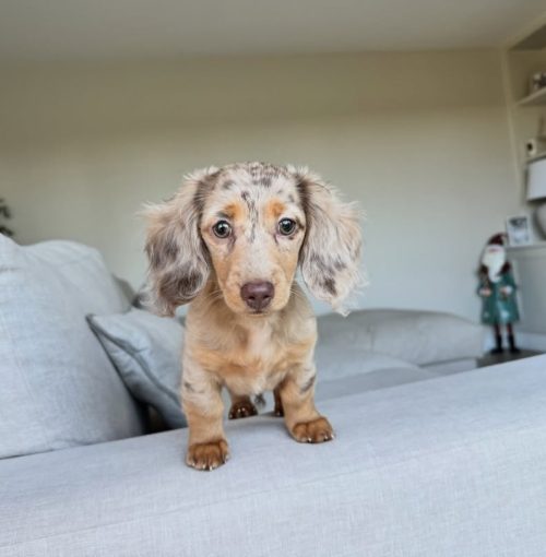 Bella, Dachshund puppy at Little Trail Range