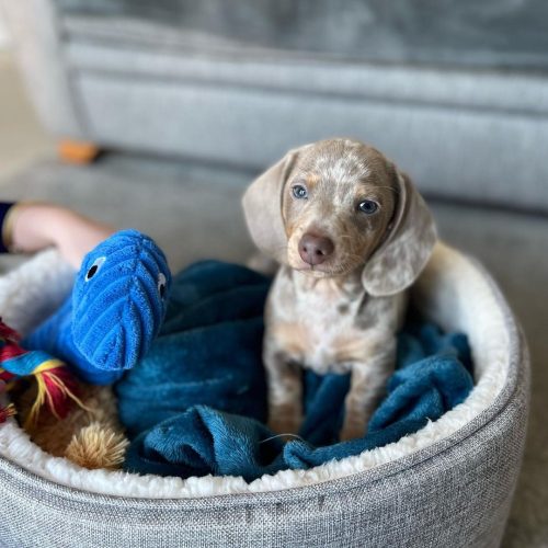 Bruce, Dachshund puppy at Little Trail Range