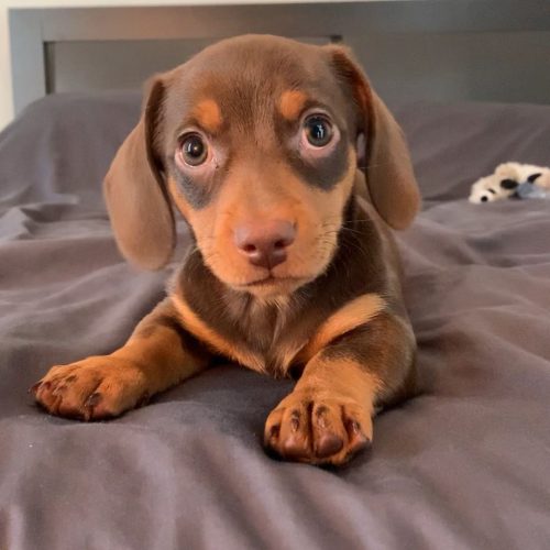 Bryan, Dachshund puppy at Little Trail Range