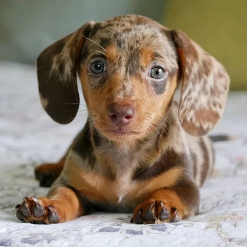 Denzel, Dachshund puppy at Little Trail Range