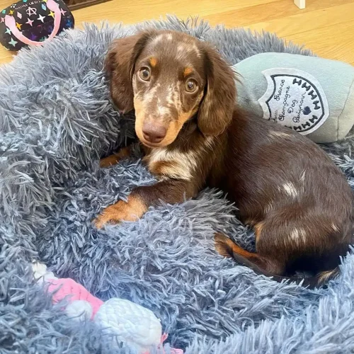 Gina, Dachshund puppy at Little Trail Range