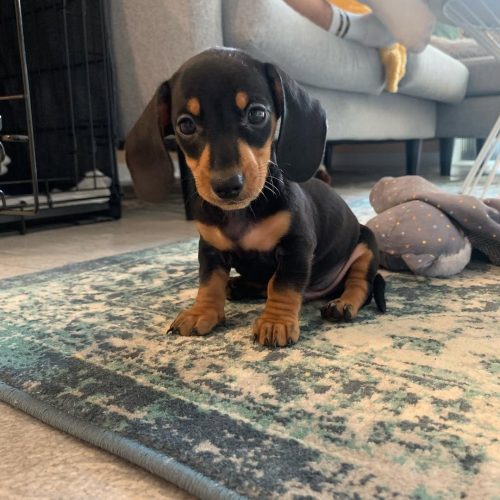 Harry, Dachshund puppy at Little Trail Range