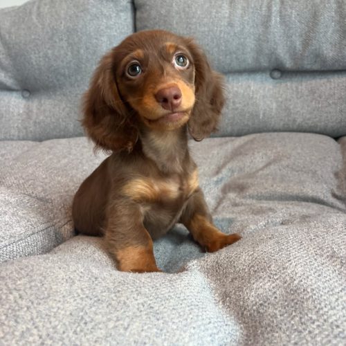 Mabel, Dachshund puppy at Little Trail Range