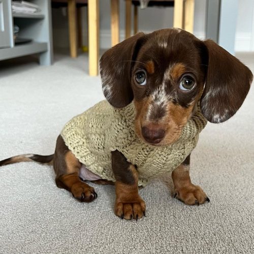 Olive, Dachshund puppy at Little Trail Range