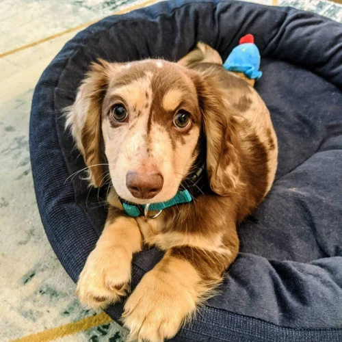 Oliver, Dachshund puppy at Little Trail Range
