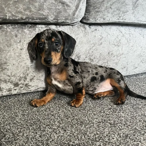 Renzo, Dachshund puppy at Little Trail Range