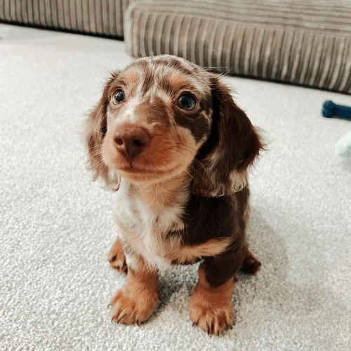Rex, Dachshund puppy at Little Trail Range