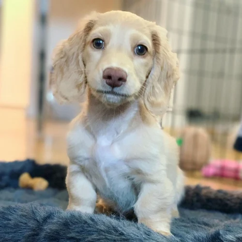 Tasha, Dachshund puppy at Little Trail Range