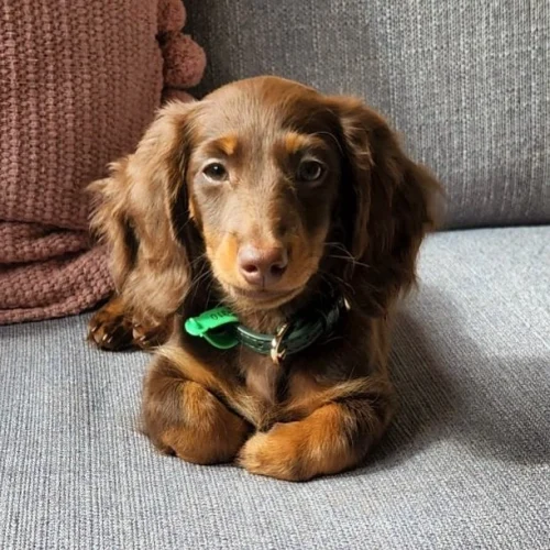 Winnie, Dachshund puppy at Little Trail Range